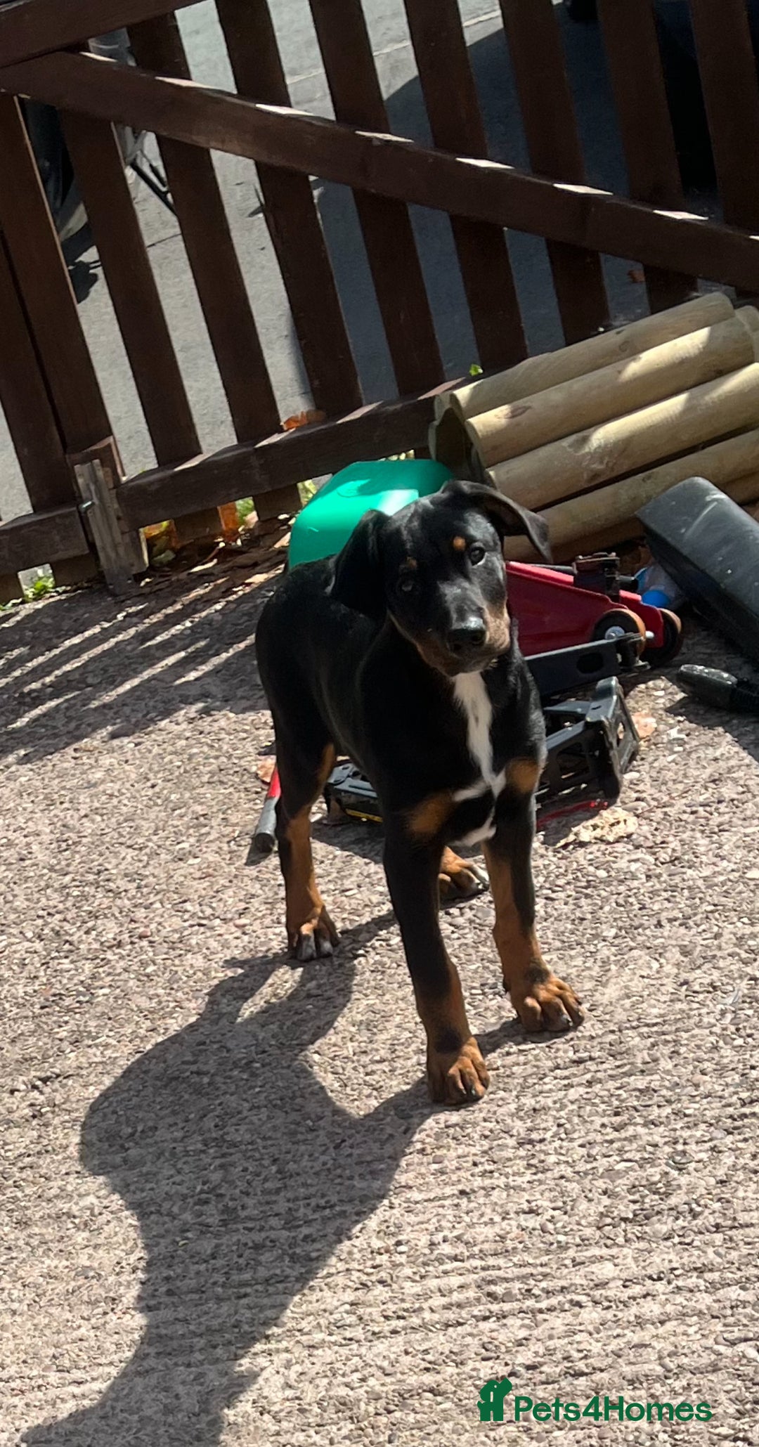 Dobermann dogs for sale: Rottweiler cross Doberman puppies  - Image 7