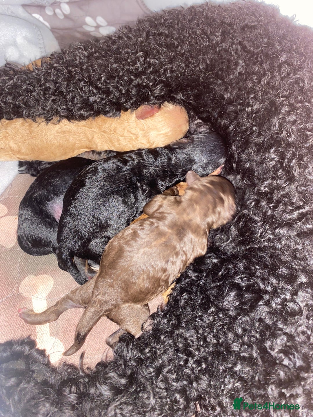 Miniature Poodle dogs for sale: Beautiful Miniature/Toy poodles  - Image 1