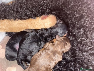 Miniature Poodle dogs - Advert 13