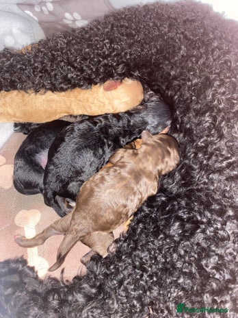 Miniature Poodle dogs - Advert 1