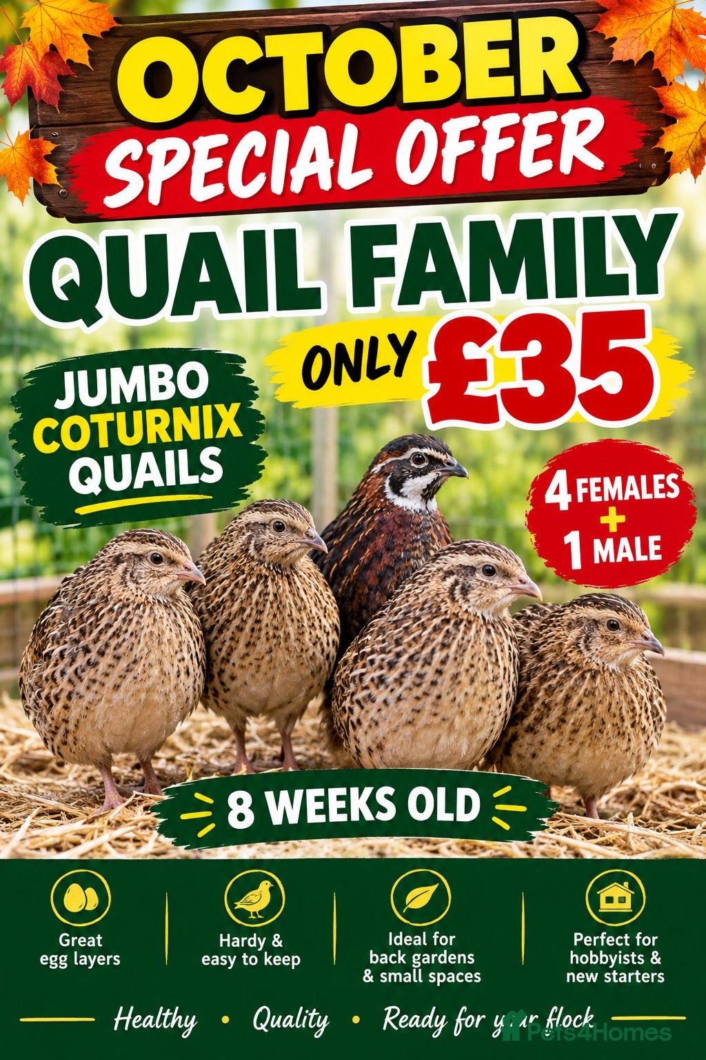 Quail poultry 8 weeks old jumbo coturnix quails male female - Advert 1