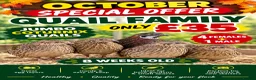 Quail poultry for sale: 8 weeks old jumbo coturnix quails male female - Advert 1