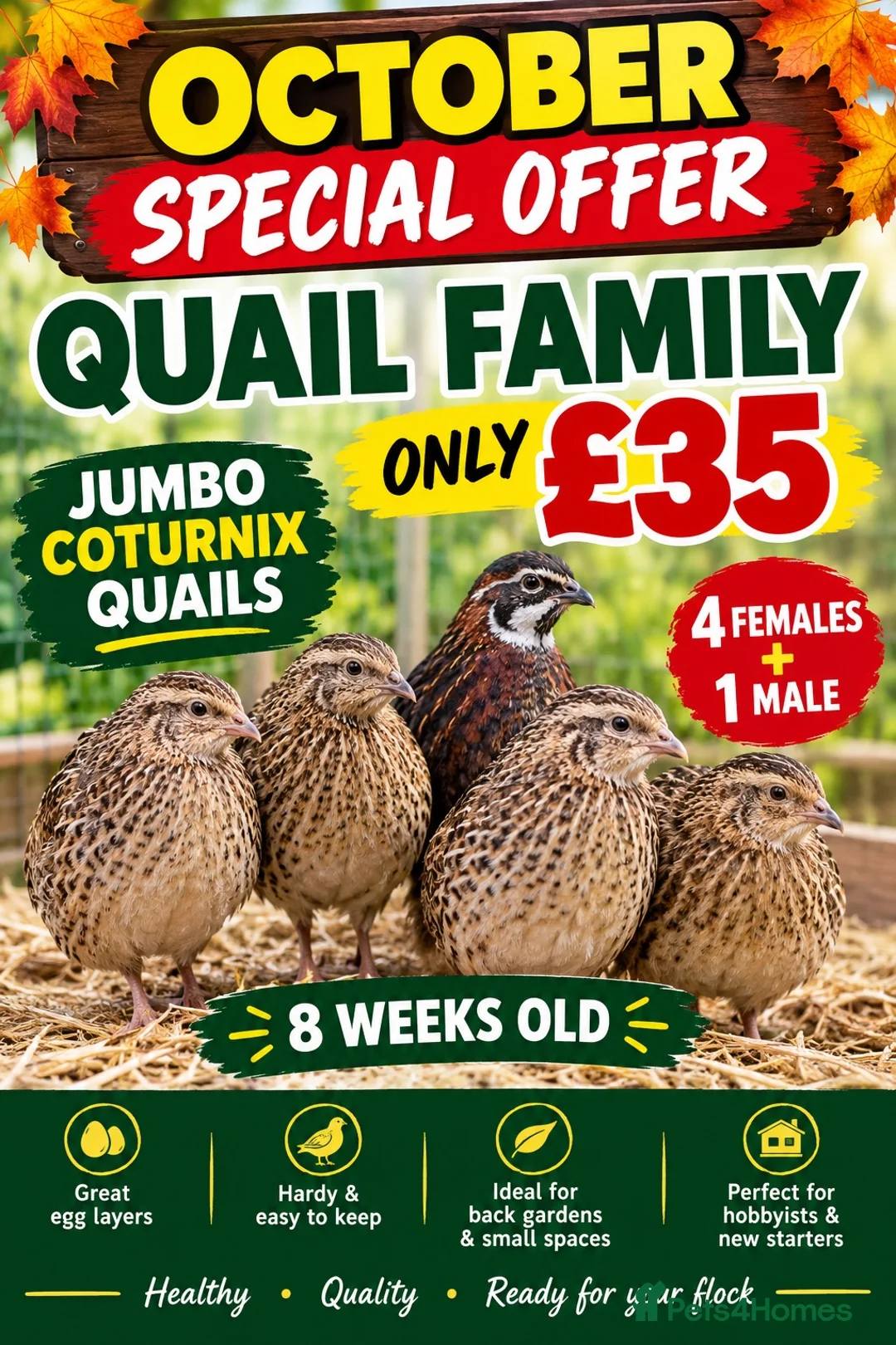 Quail poultry for sale: 8 weeks old jumbo coturnix quails male female - Advert 1