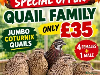 Quail poultry 8 weeks old jumbo coturnix quails male female - Advert 1