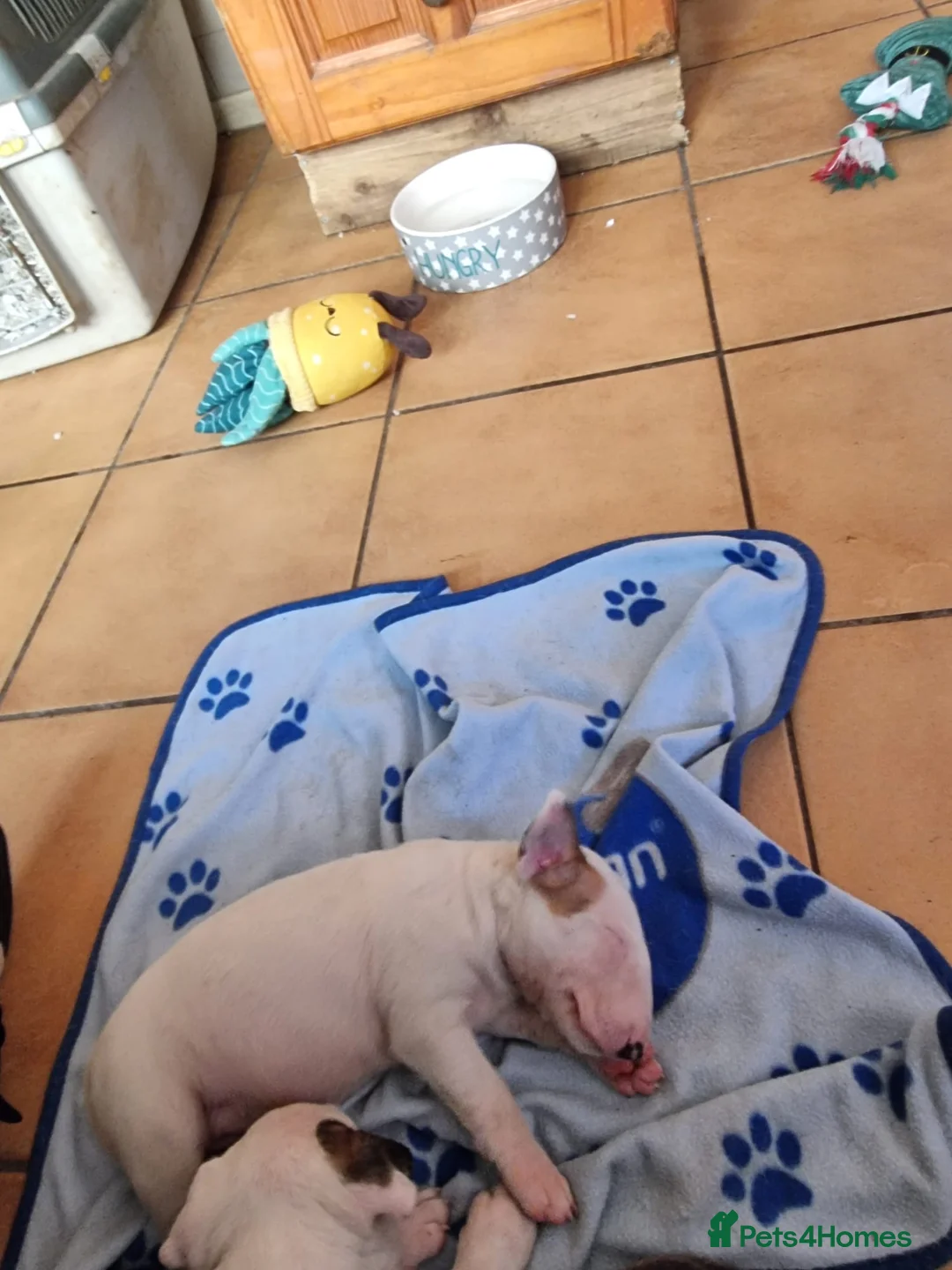 Bull Terrier dogs for sale: Bullterrier pups  - Advert 1