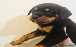 Rottweiler dogs for sale: READY NOW- Beautiful Rottweiler Puppies - Image 17
