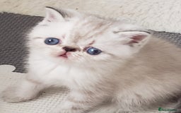 Exotic cats for sale: Fabulous  Colour Point Babies  - Image 1