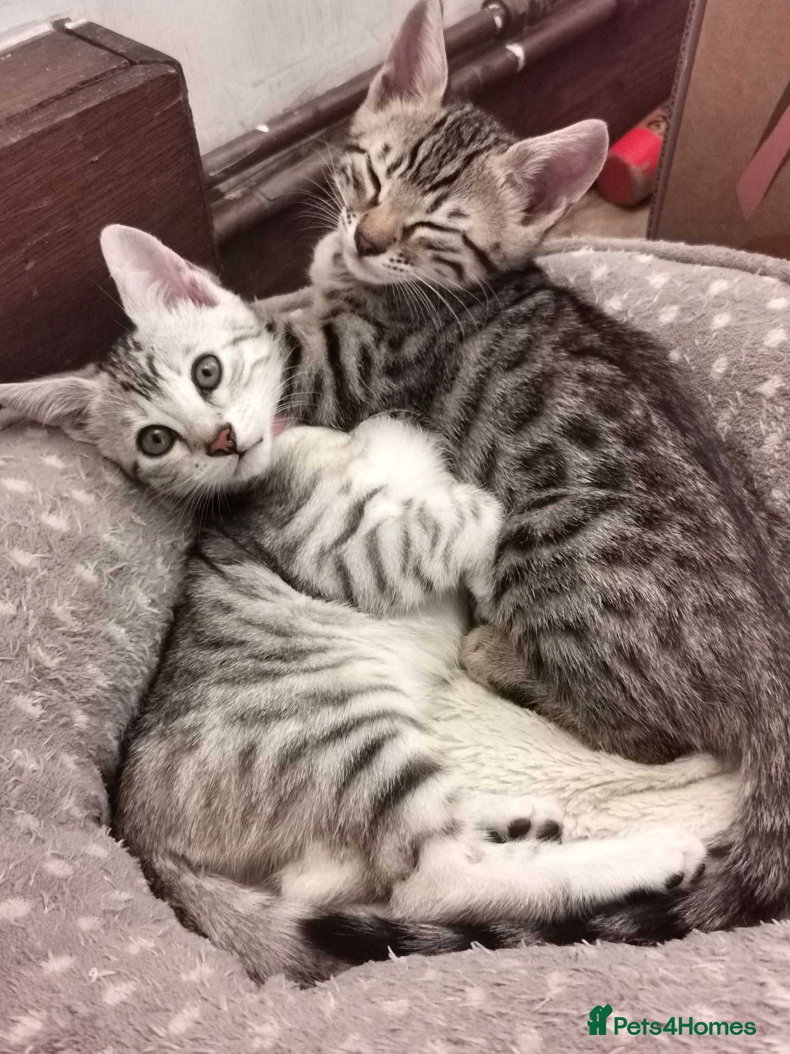 Bengal cats  Silver, Snow & brown Spotted Bengal kottenss - Advert 2