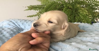 Miniature Dachshund dogs - Advert 5