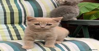 British Shorthair cats - Advert 6