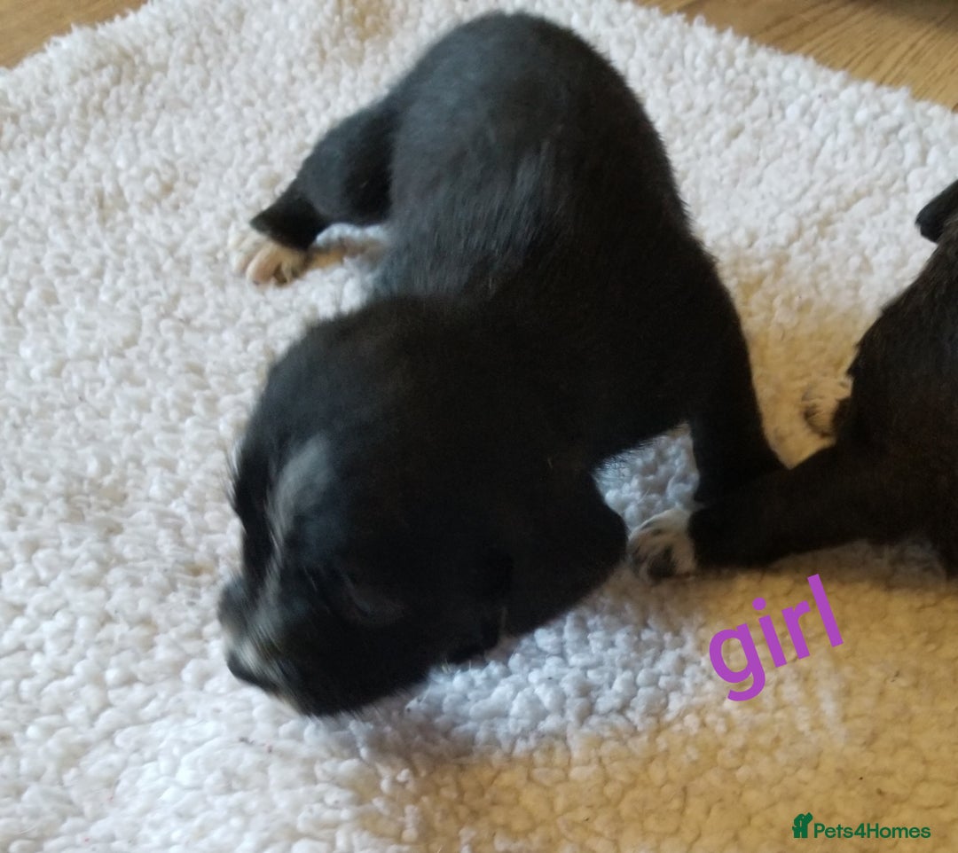 Jackapoo dogs for sale: Jackapoo puppies - Image 6
