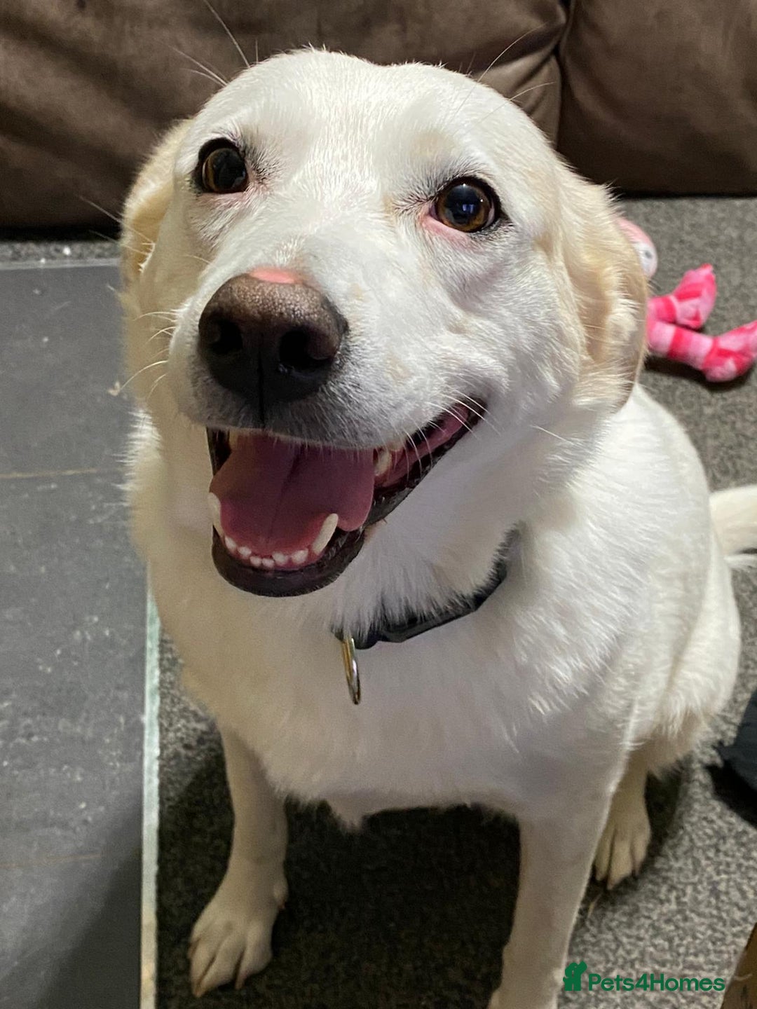 Mixed Breed dogs for sale: Murphy - Image 3