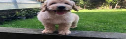 Goldendoodle dogs for sale: F1 Miniature Goldendoodle 100% DNA Health Tested - Advert 7