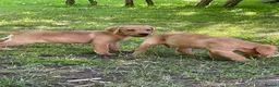 Labrador Retriever dogs for sale: Beautiful Labrador puppies  - Advert 7