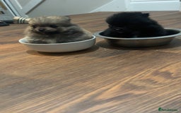 Pomeranian dogs for sale: Pomeranian puppies - Image 1