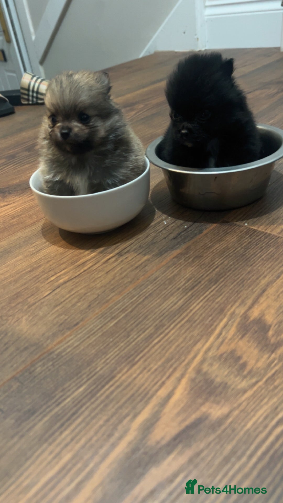 Pomeranian dogs for sale: Pomeranian puppies - Image 1