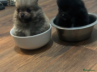 Pomeranian dogs - Advert 2