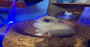 Ragdoll cats - Advert 11