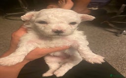 Maltese dogs for sale: Stunning Purebred Maltese Puppies Ready 17th Sept - Image 17