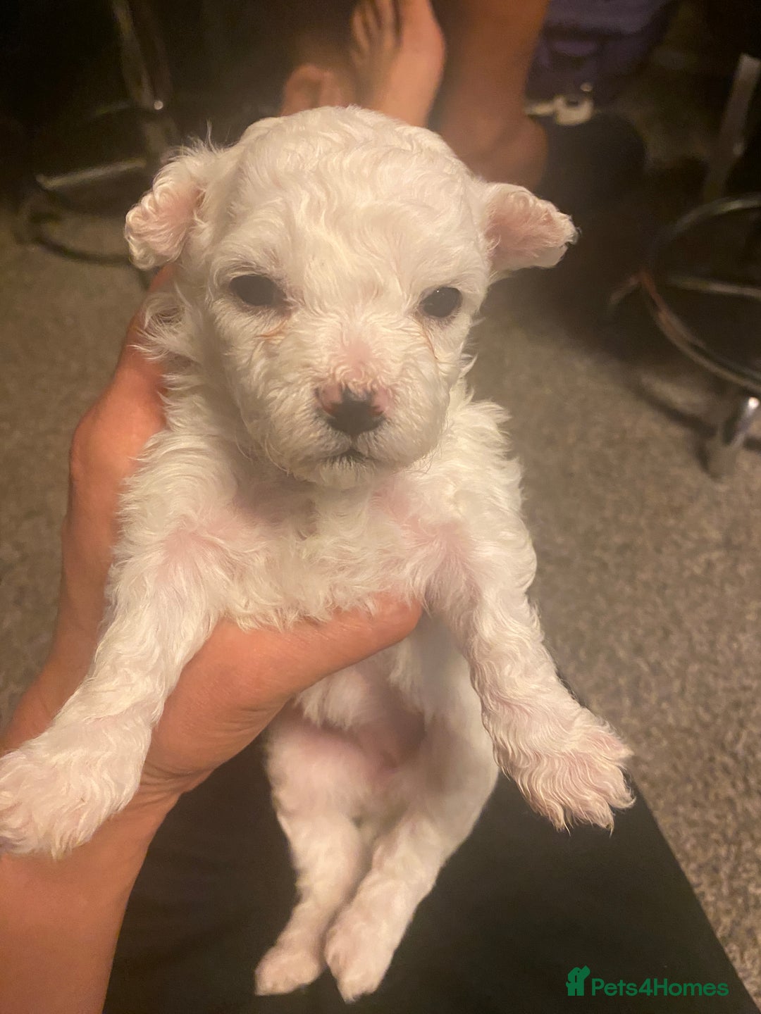 Maltese dogs for sale: Stunning Purebred Maltese Puppies Ready 17th Sept - Image 17