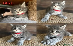 Maine Coon cats for sale: First Litter 6 Pure Maine Coon Kittens - Image 2