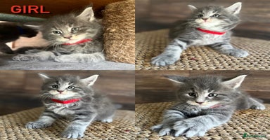 Maine Coon cats - Advert 5