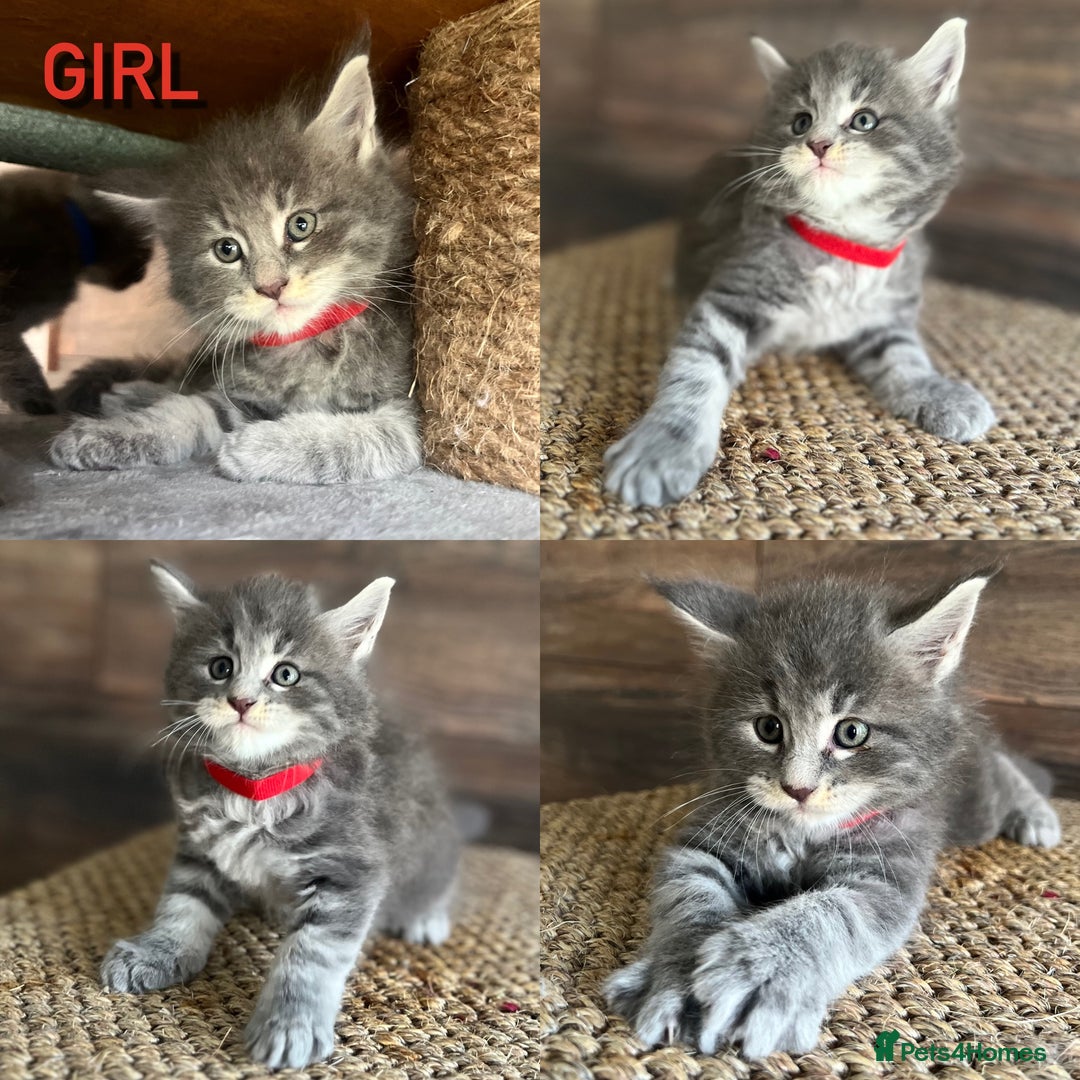 Maine Coon cats for sale: First Litter 6 Pure Maine Coon Kittens - Image 2