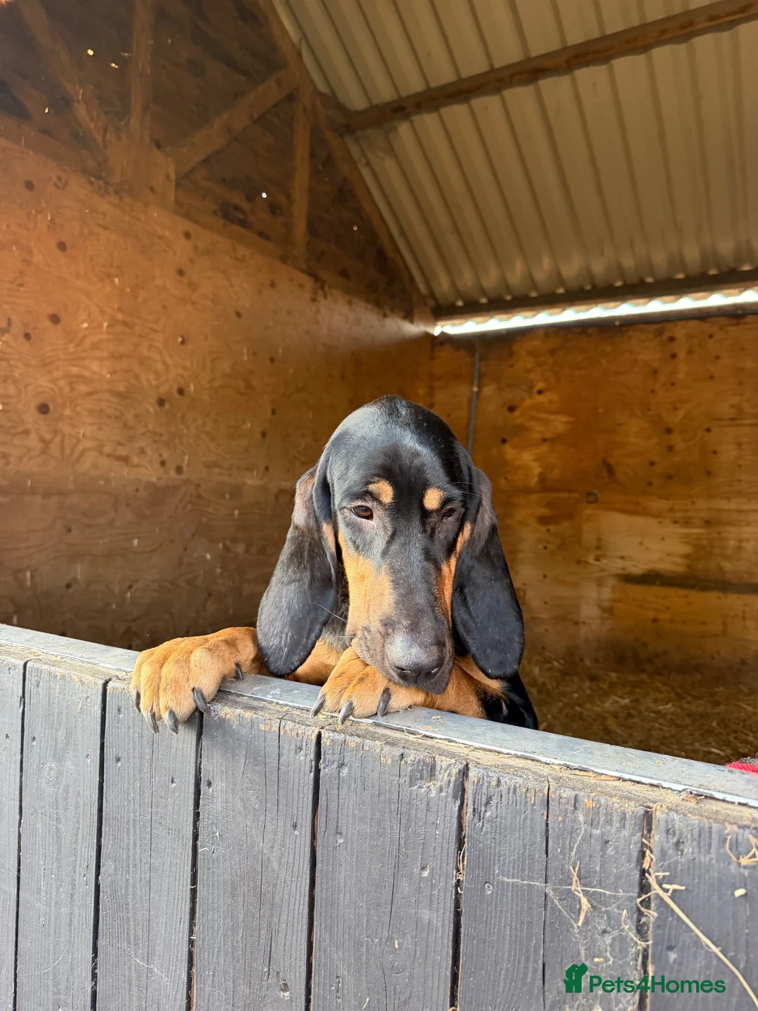 Bloodhound dogs for sale: Last boy left  - Advert 1