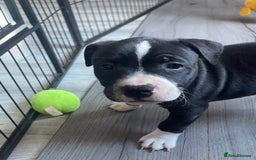 Staffordshire Bull Terrier dogs for sale: Sold  - Image 3