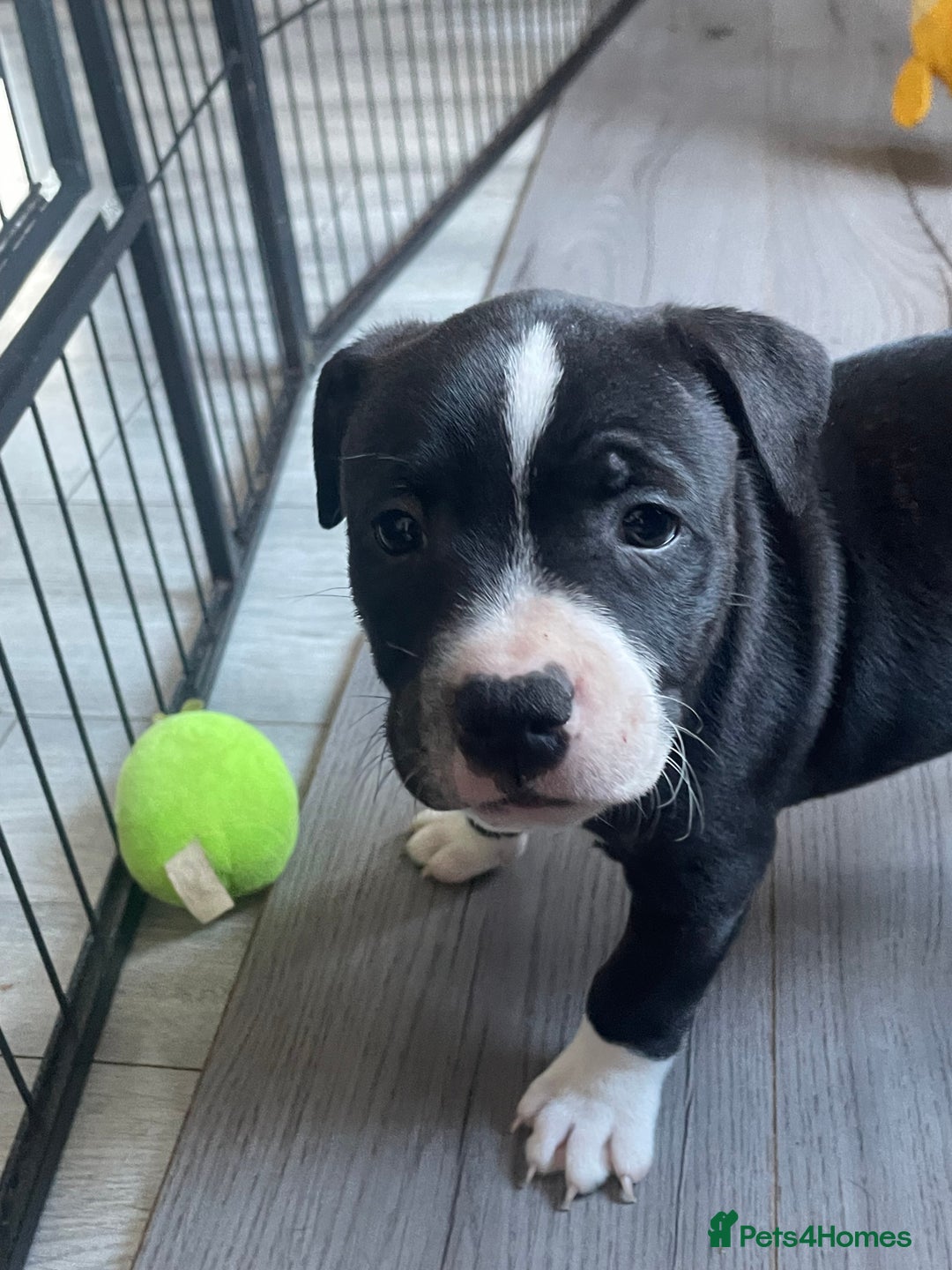 Staffordshire Bull Terrier dogs for sale: Sold  - Image 3