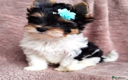 Yorkshire Terrier dogs for sale: Very Beautiful puppies, pure yorkshire terriers  - Advert 7