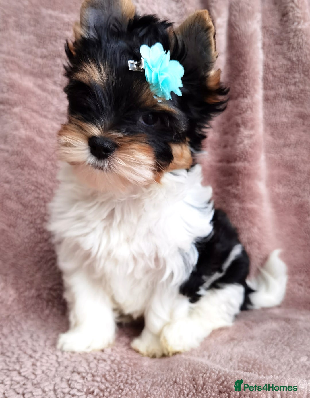 Yorkshire Terrier dogs for sale: Very Beautiful puppies, pure yorkshire terriers  - Advert 7