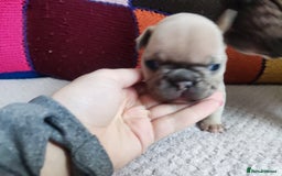 French Bulldog dogs for sale: Beautiful boy ready for reservation  - Image 2