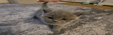 British Shorthair Kitten 1