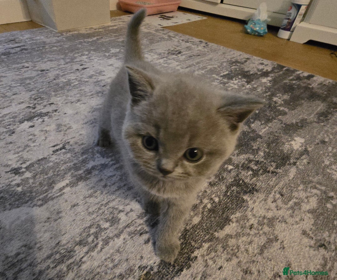 British Shorthair cats for sale: ASH-Male British Shorthair - Advert 2