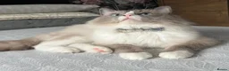 Ragdoll cats for sale: 3 STUNNING BLUE RAGDOLL KITTENS  in Stalybridge - Advert 12