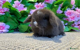 Mini Lop rabbits for sale: 3 mini lops ready to reserve  - Image 6