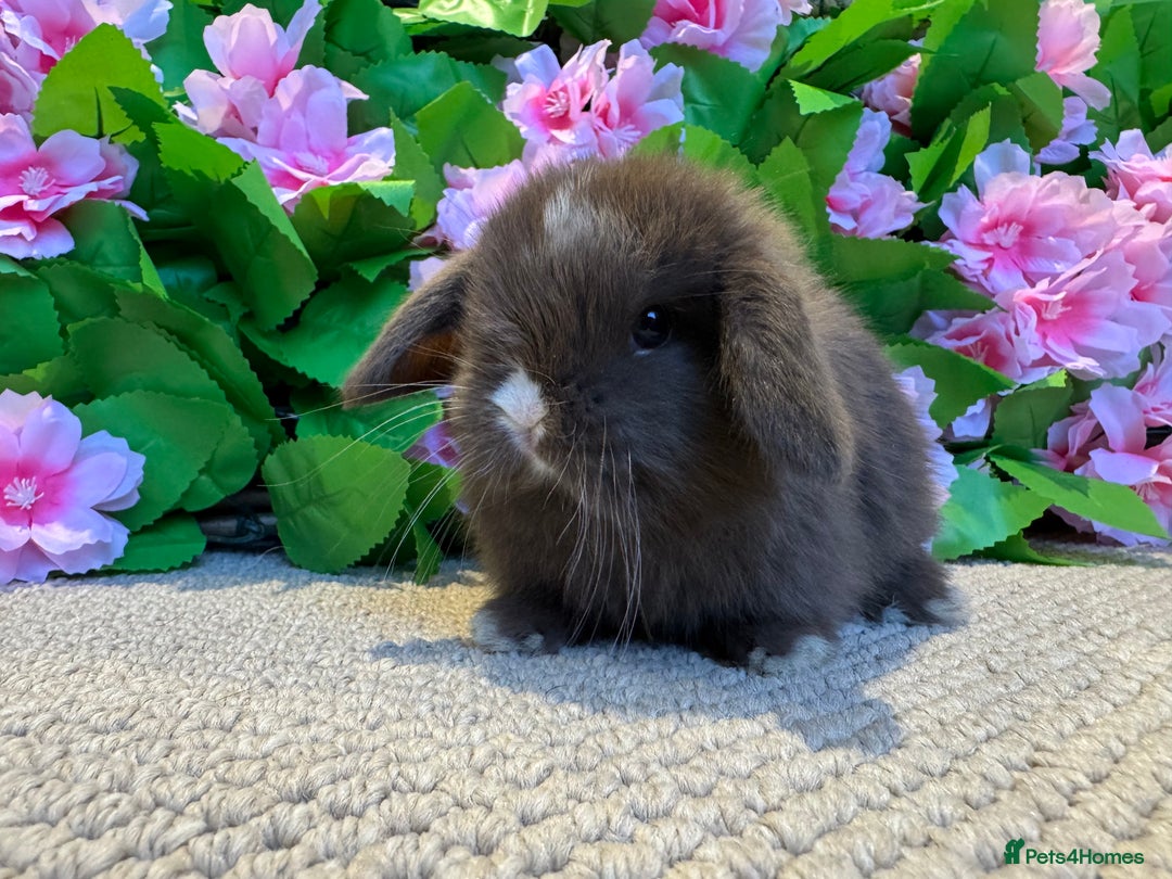 Mini Lop rabbits for sale: 3 mini lops ready to reserve  - Image 6