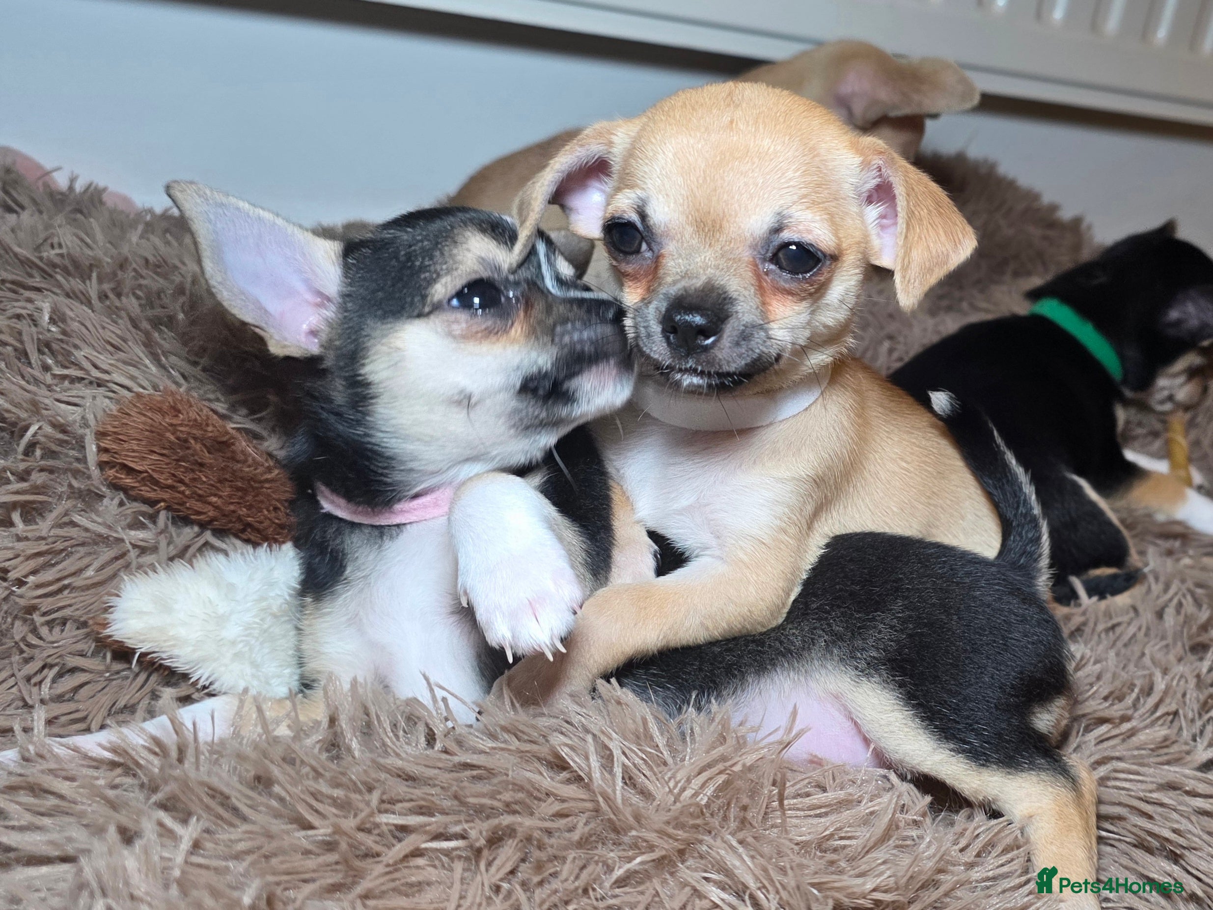 Chihuahua dogs CHIHUAHUA Puppies Ready To Go - Advert 11