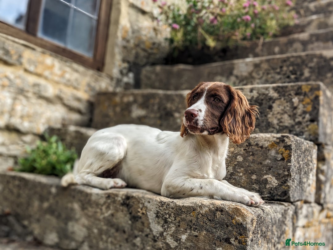 English Springer Spaniel dogs for sale: Obedient and Kind Natured Springer Spaniel - Image 3