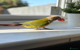 Conures birds for sale: Pineapple conure - Image 1