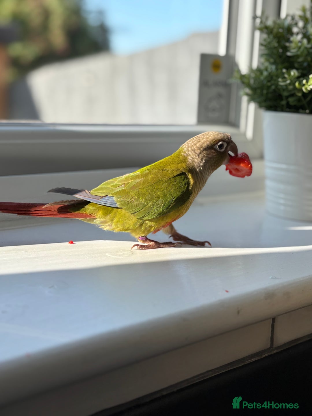 Conures birds for sale: Pineapple conure - Image 1
