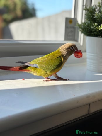 Conures birds - Advert 2