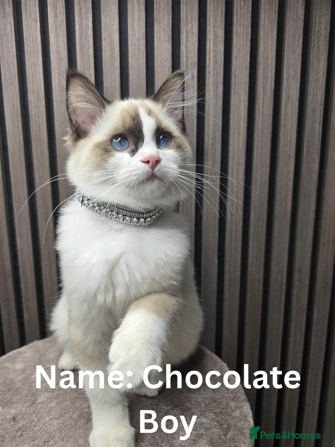 Ragdoll cats for sale: TICA Stunning Championship Line Ragdolls  - Advert 2