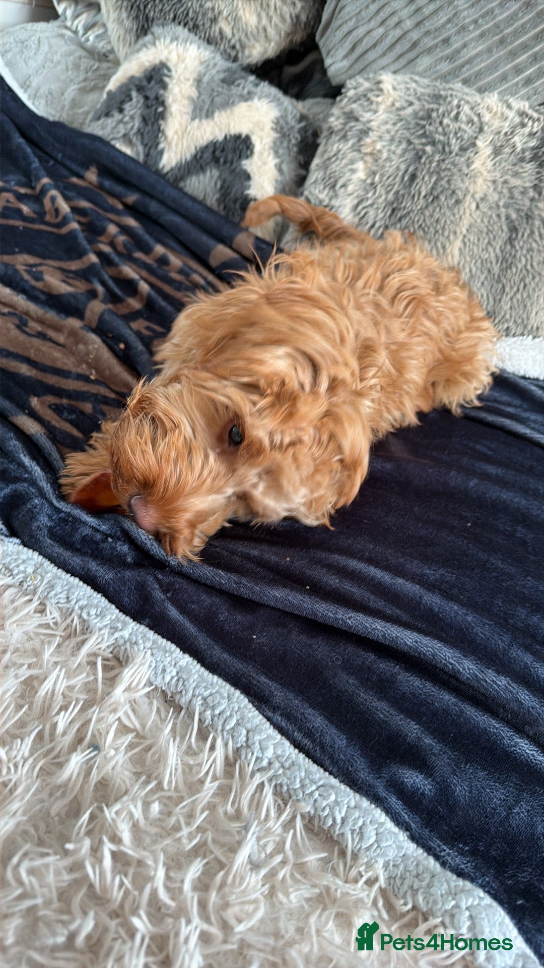 Cockapoo dogs for sale: Cockapoo Pup  - Advert 4