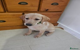 Golden Retriever dogs for sale: Golden retriever - Image 2