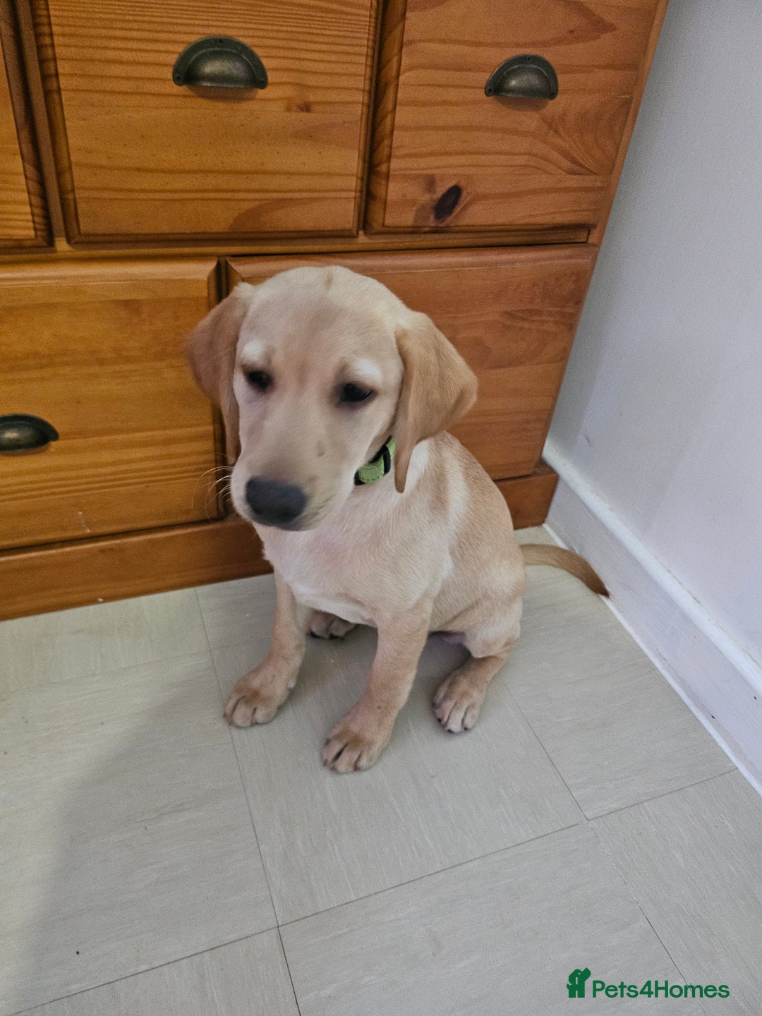 Golden Retriever dogs for sale: Golden retriever - Image 2
