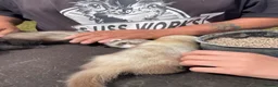 Ferret rodents for sale: Ferrets for sale mixed  in Ilkeston - Advert 5