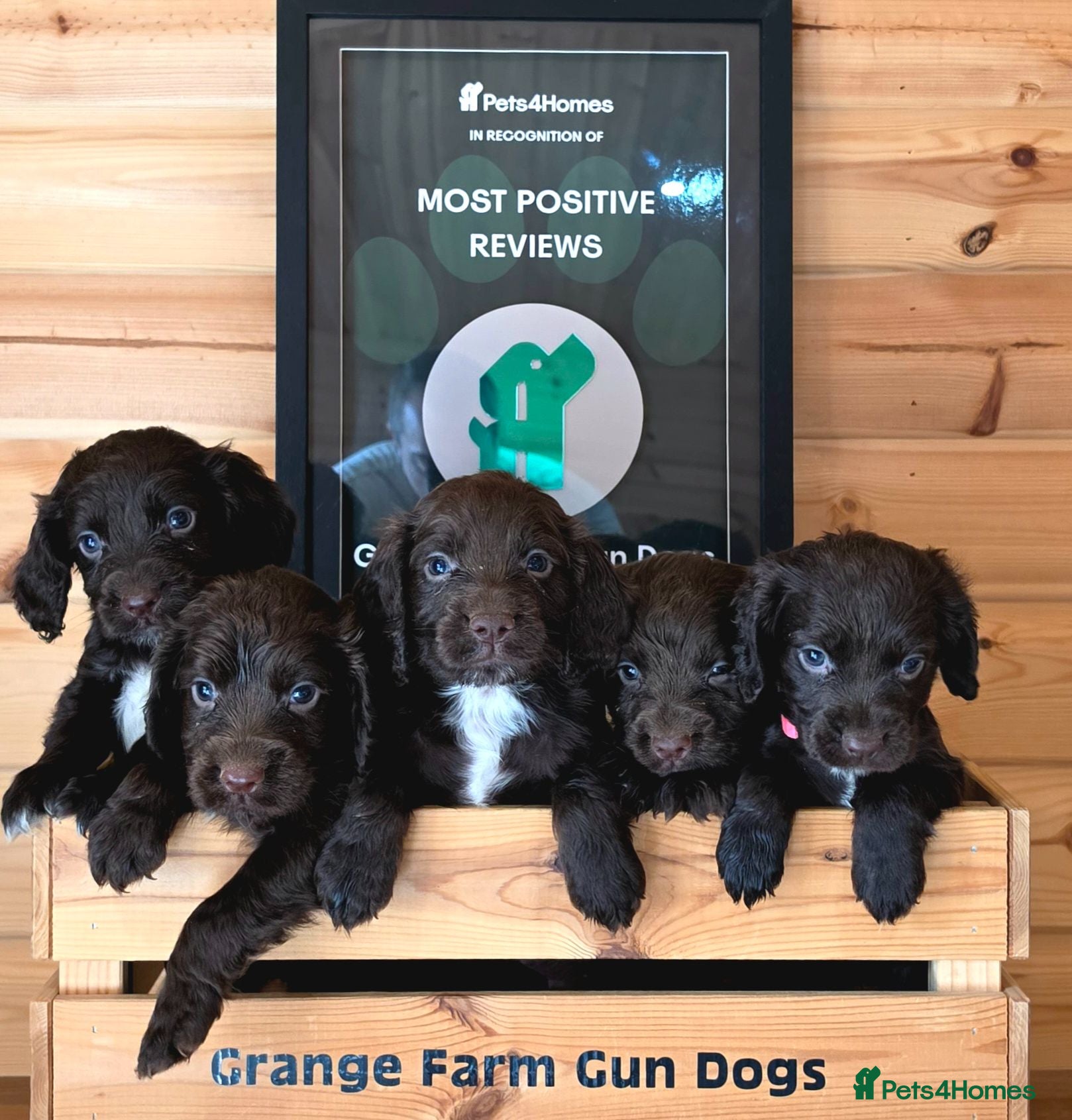 Cocker Spaniel dogs 6 CHOCOLATE KC WORKING TYPE COCKER SPANIEL - Advert 2