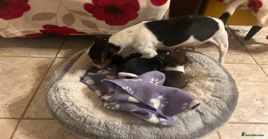 Jack Russell dogs - Advert 5
